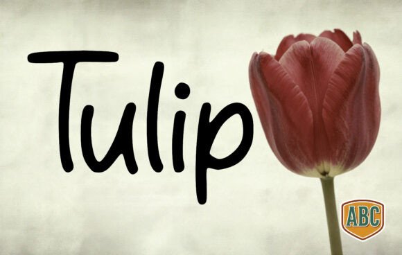 Tulip: A Modern Handwritten Font for Web Design